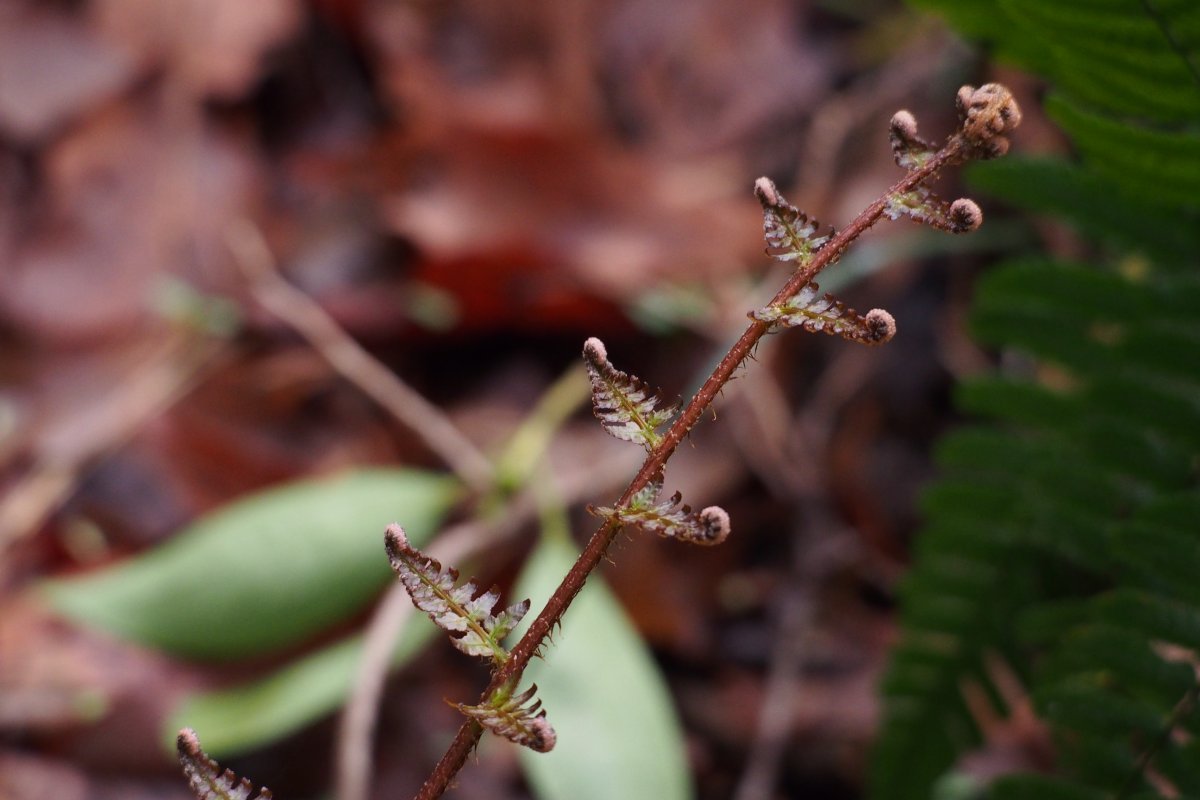 Щитовник красносорусовый - фото 4
