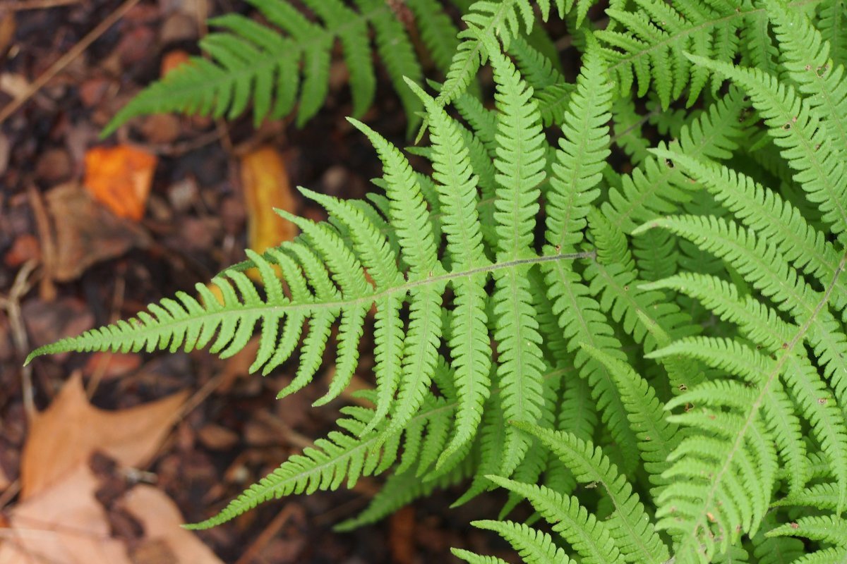 Щитовник буковый - фото 10