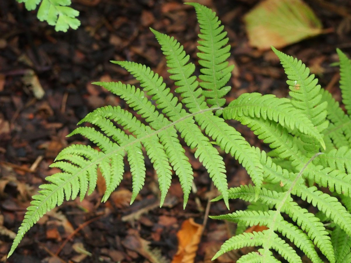 Щитовник буковый - фото 9