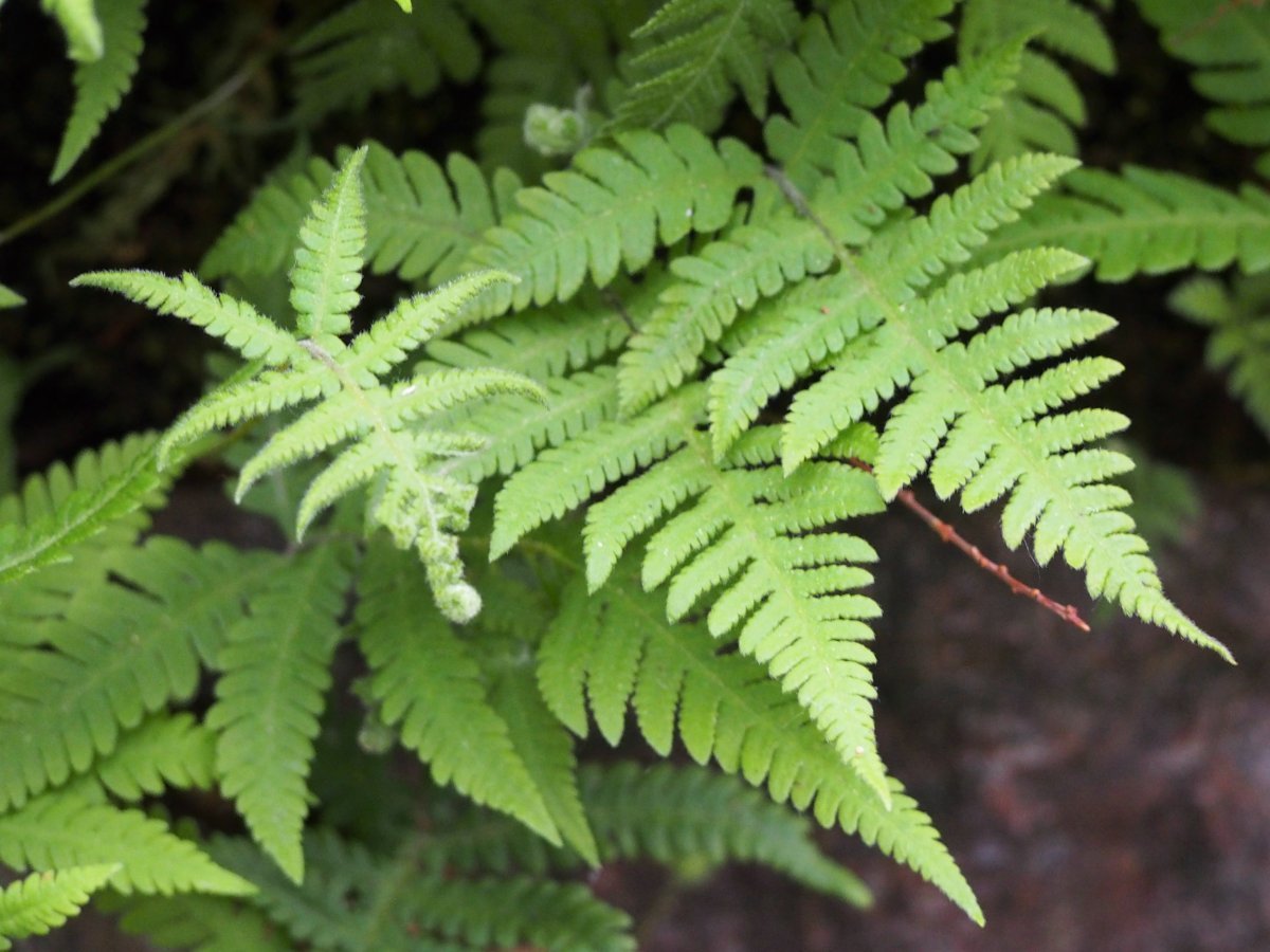 Щитовник буковый - фото 6