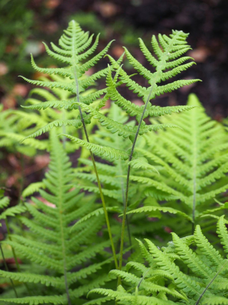 Щитовник буковый - фото 5