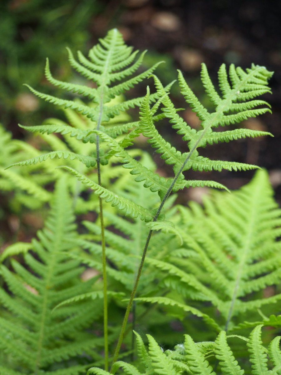 Щитовник буковый - фото 4