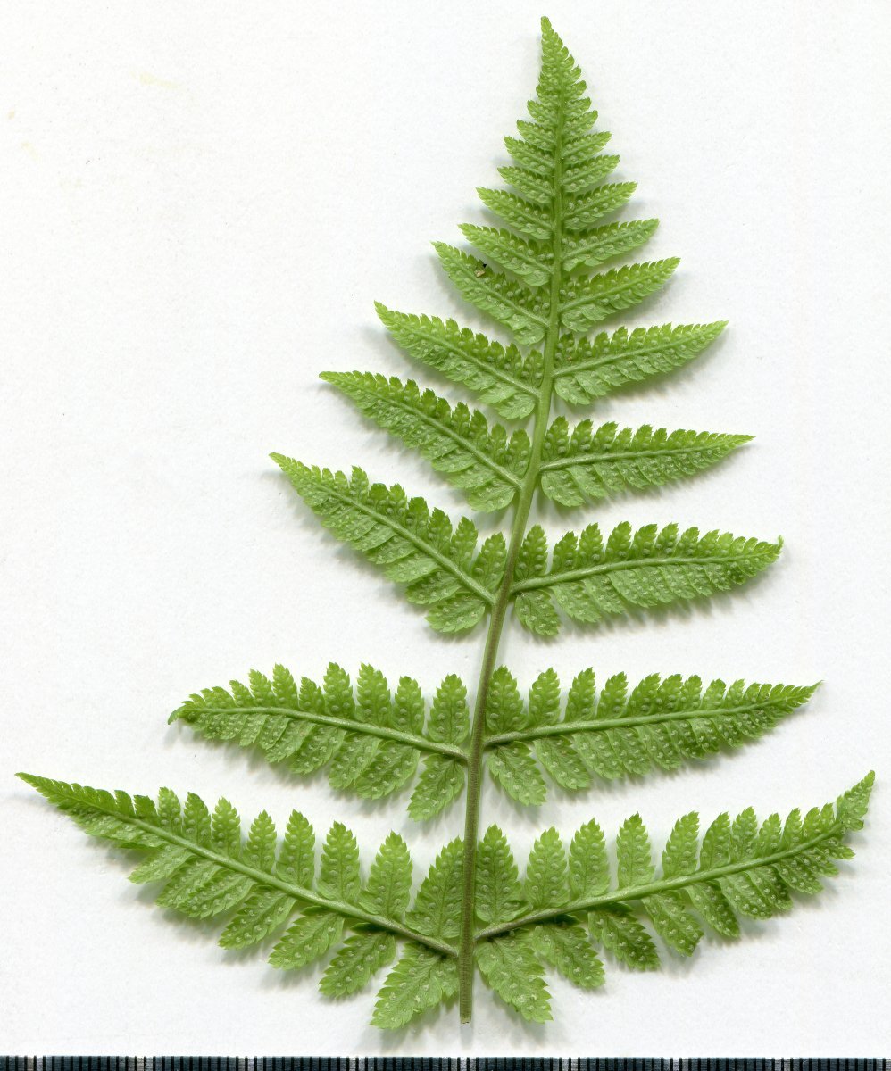 Щитовник расширенный - фото 5