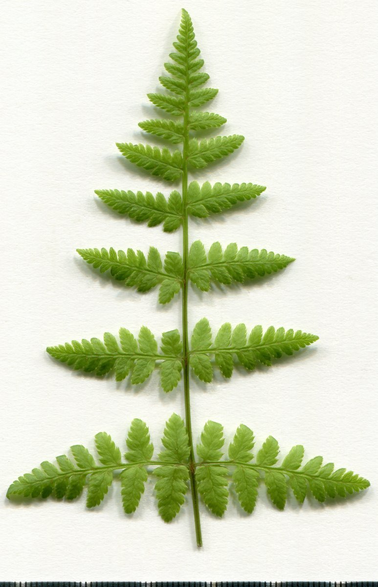 Щитовник расширенный