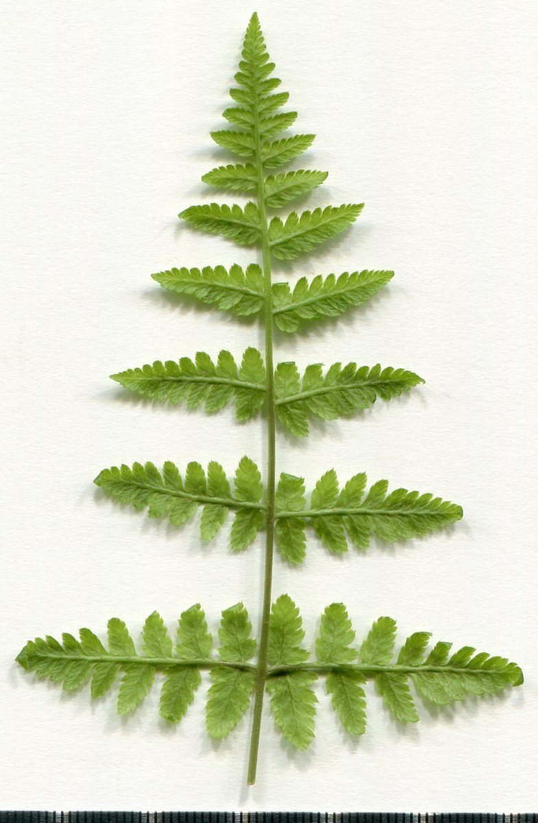 Щитовник расширенный - фото 2