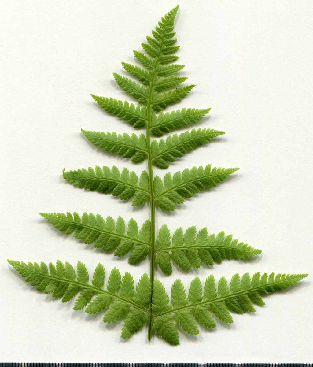 Щитовник расширенный - фото 4