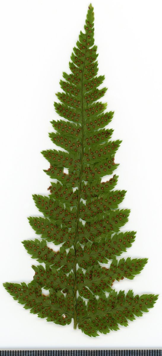 Щитовник расширенный - фото 9