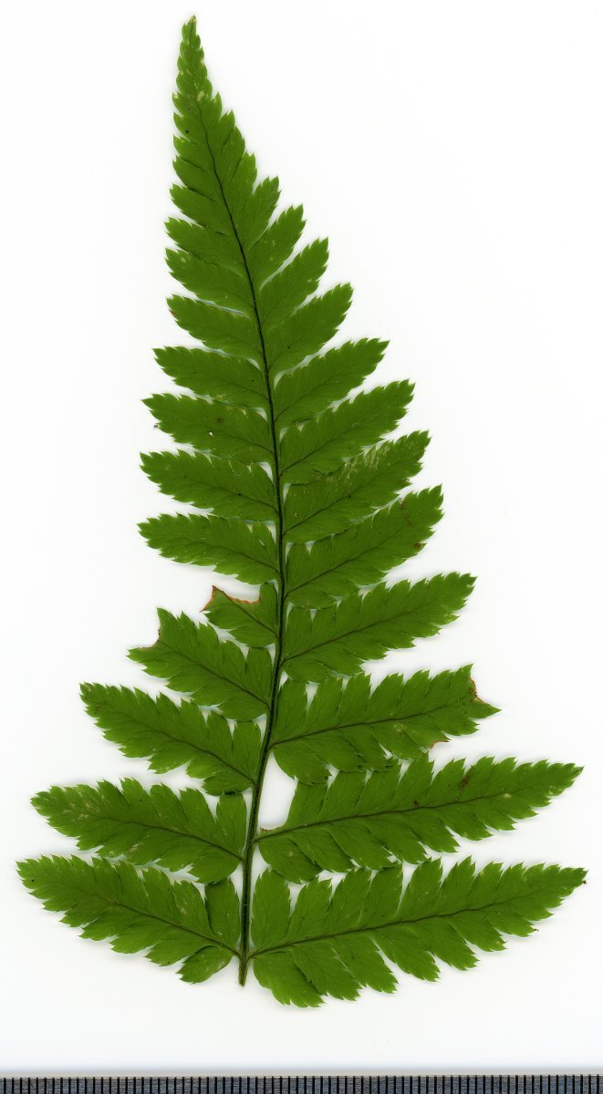 Щитовник расширенный - фото 10