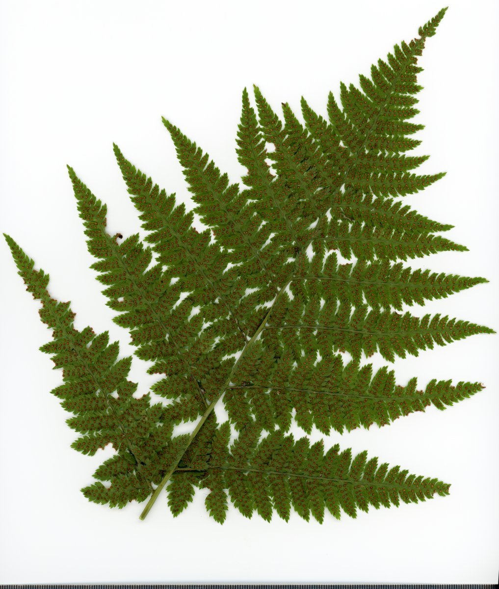 Щитовник расширенный - фото 7