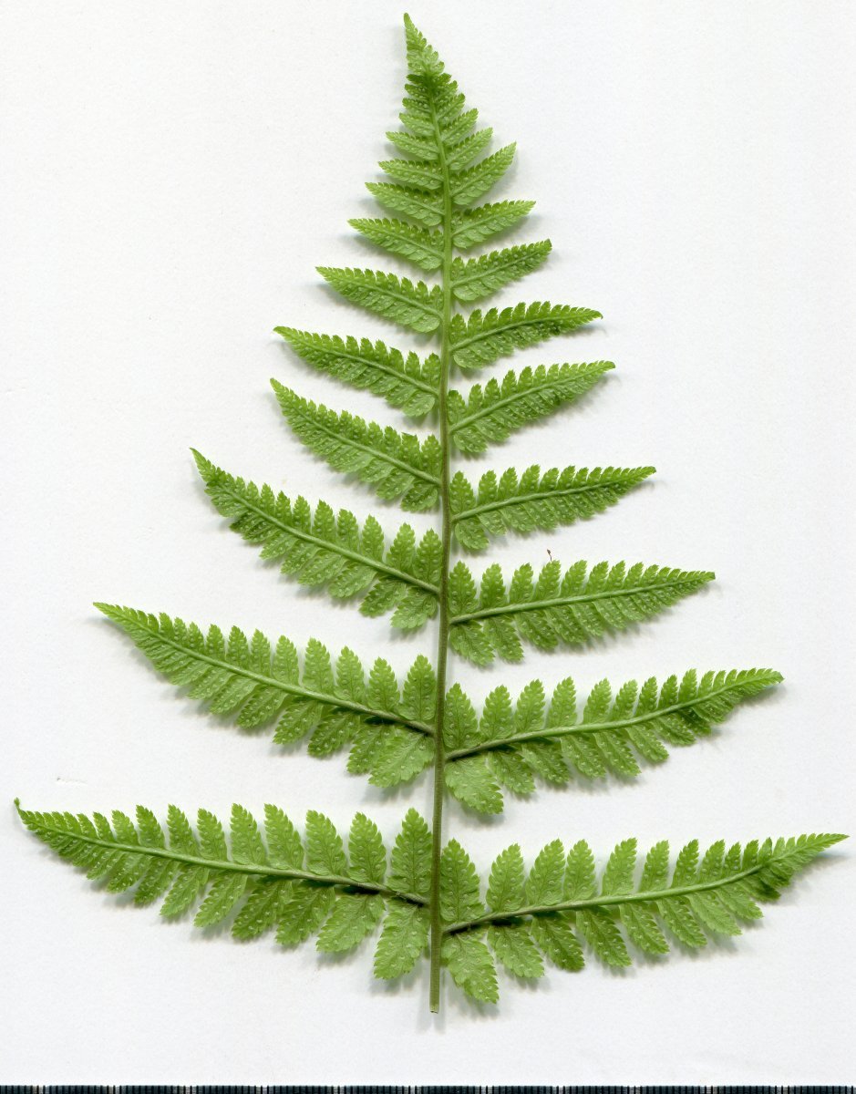 Щитовник расширенный - фото 3