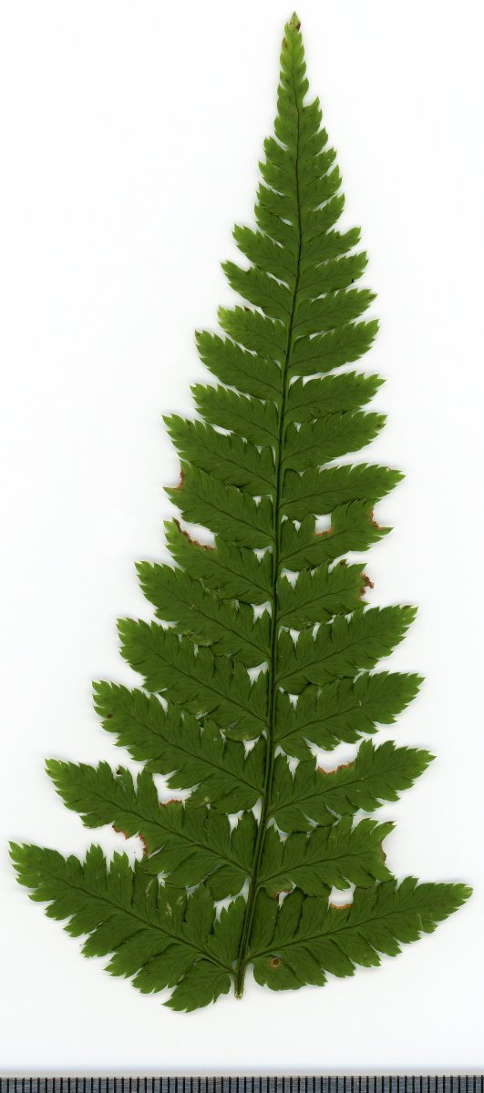 Щитовник расширенный - фото 8