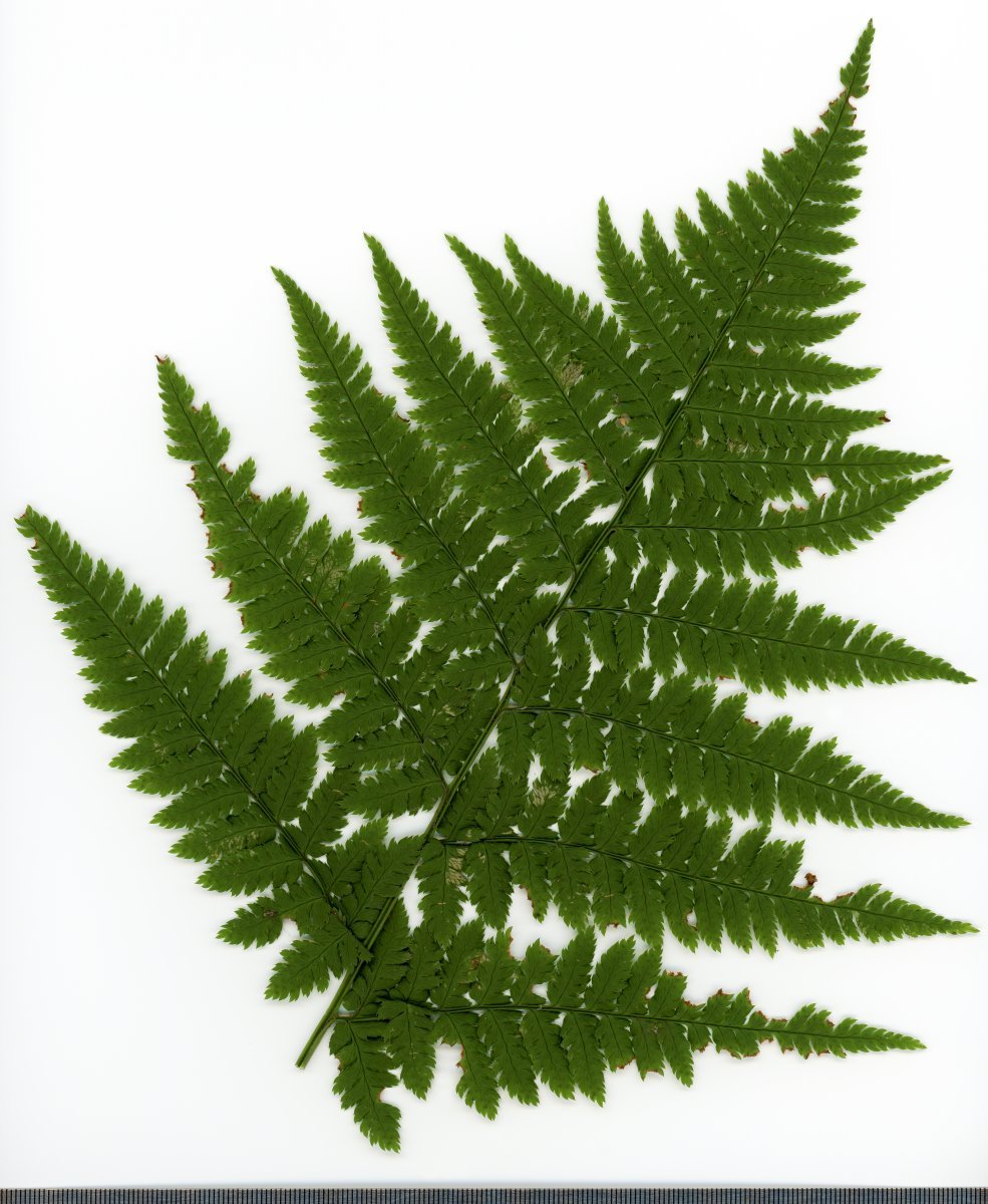 Щитовник расширенный - фото 6