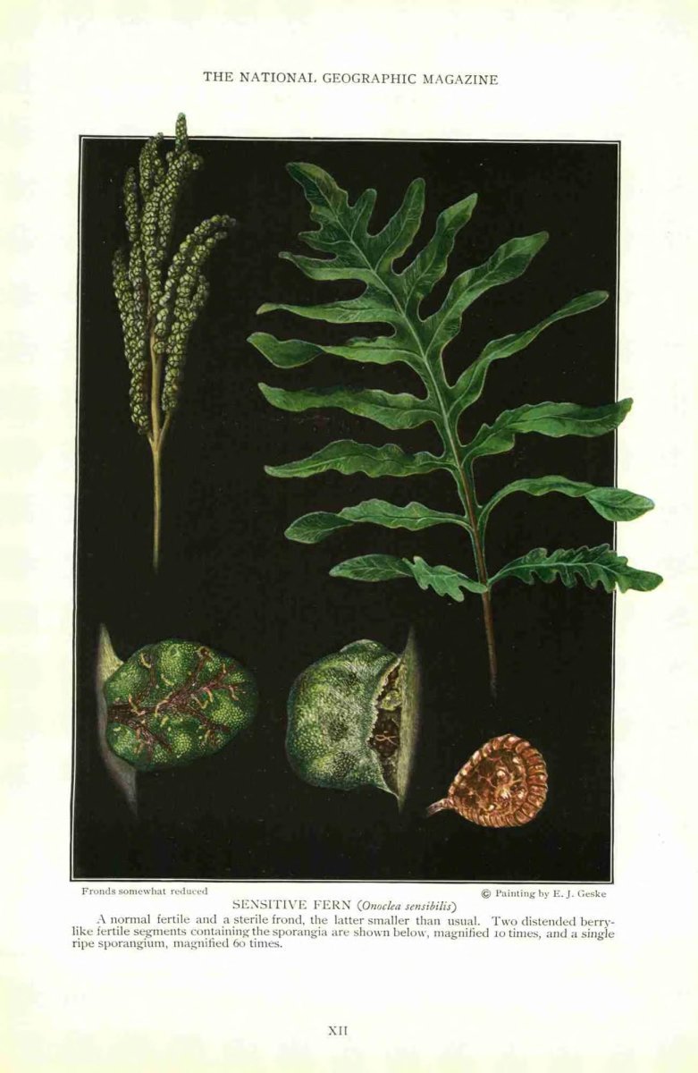 Оноклея чувствительная - фото 2