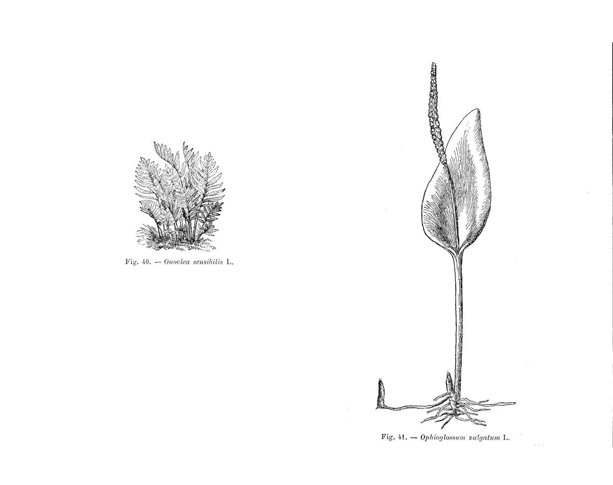 Оноклея чувствительная - фото 5
