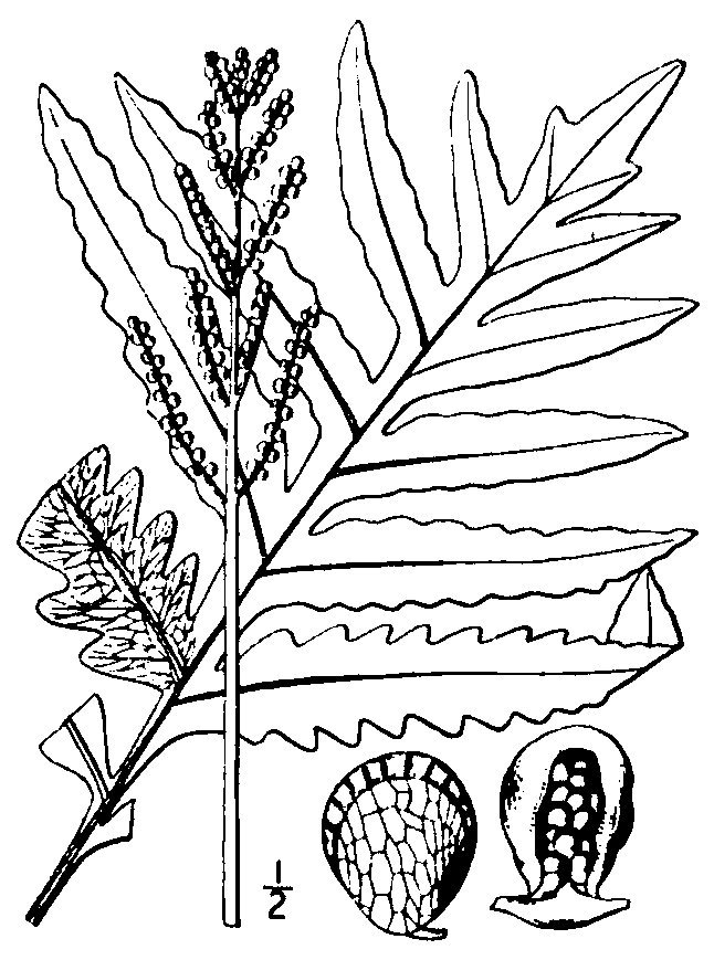 Оноклея чувствительная - фото 10