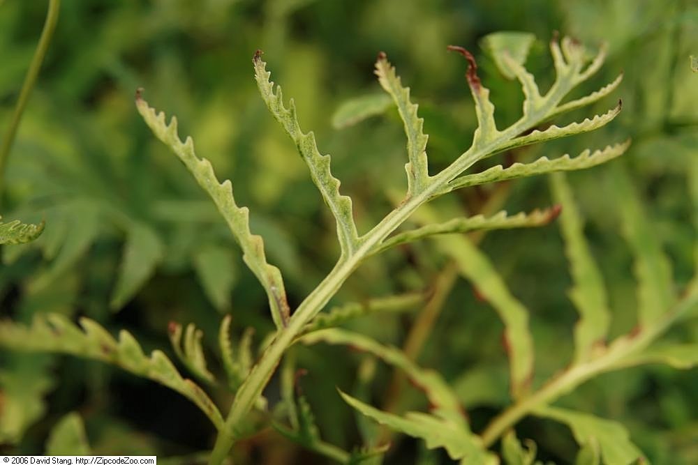 Оноклея чувствительная - фото 8