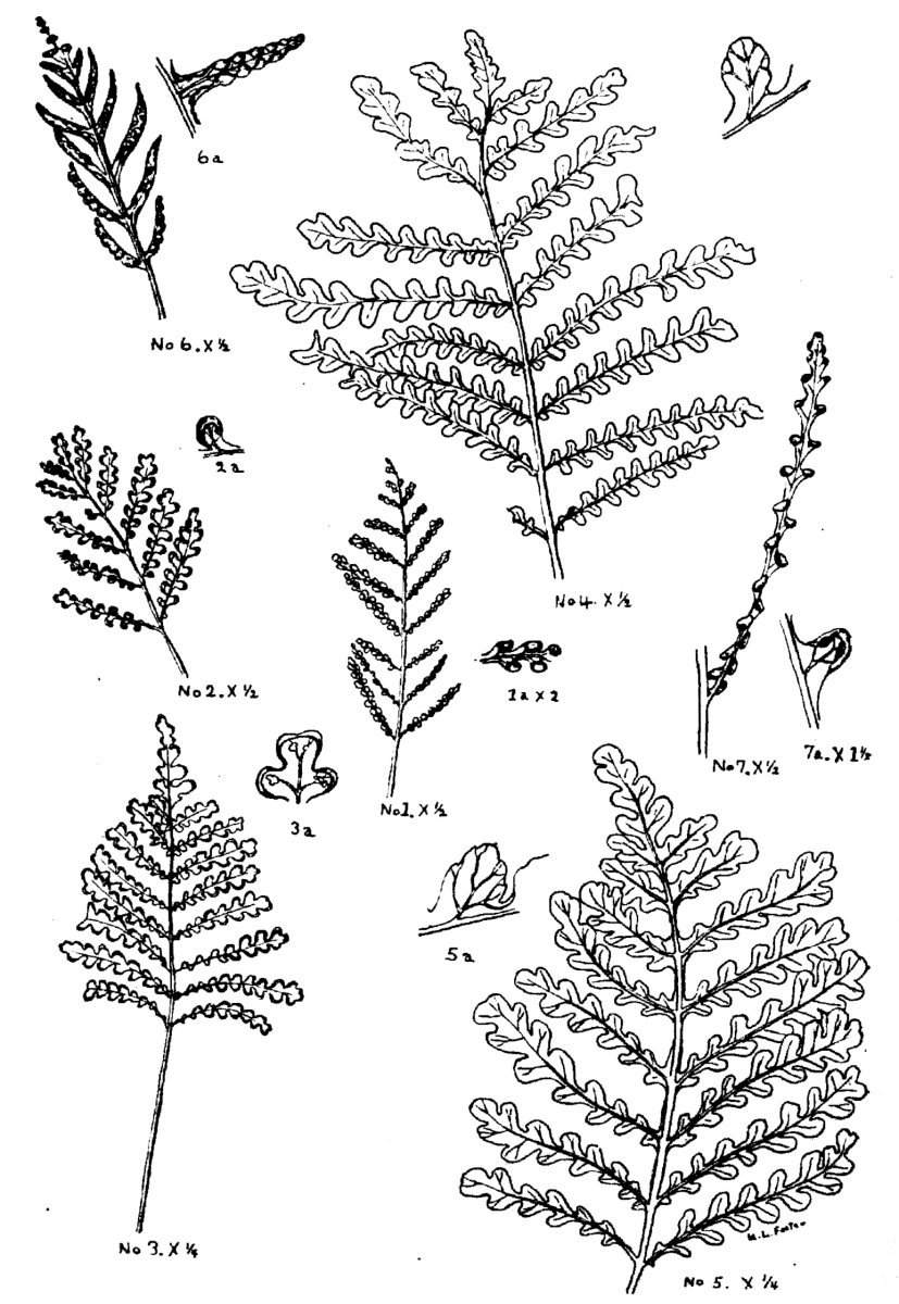 Оноклея чувствительная - фото 3