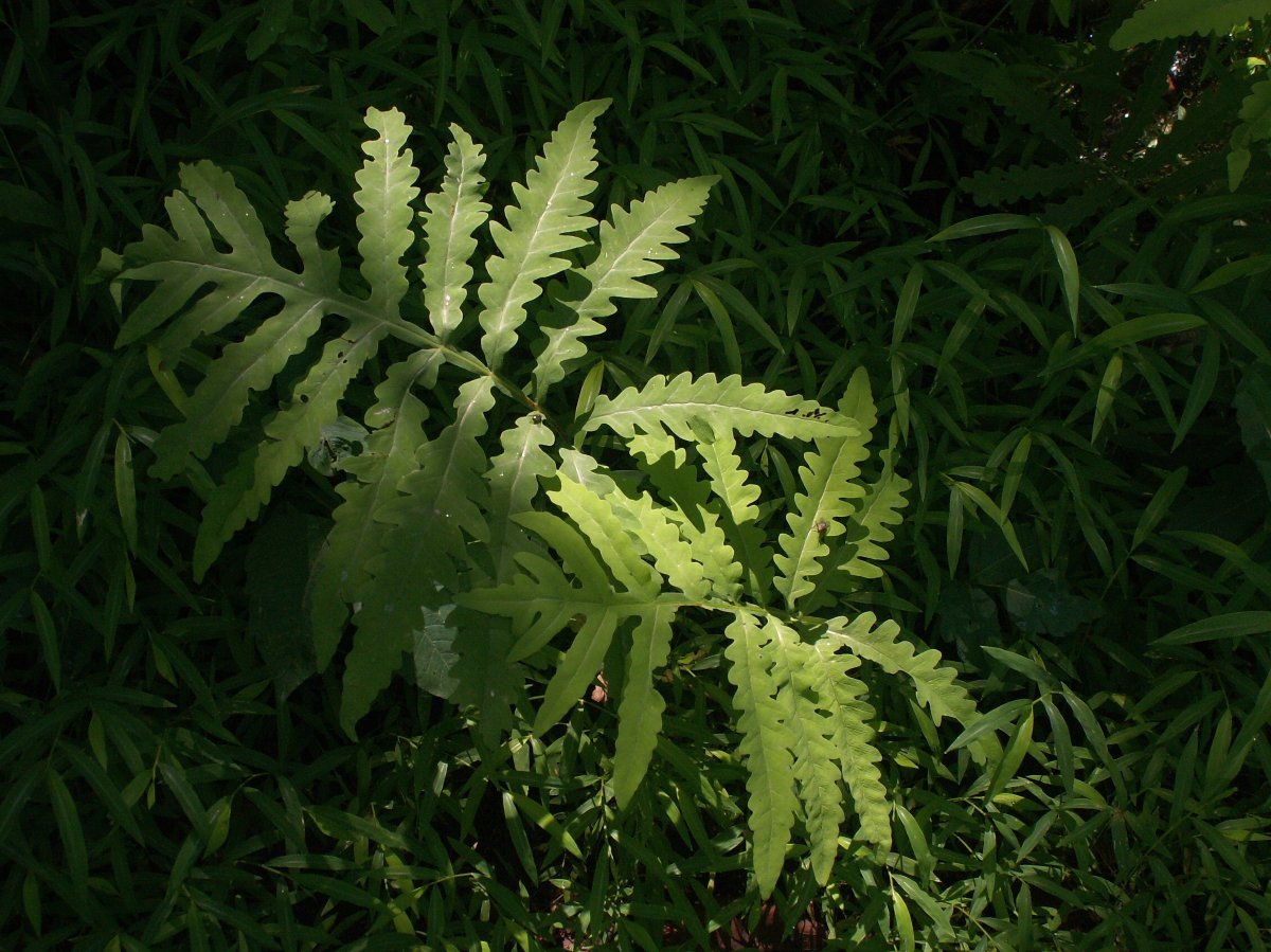 Оноклея чувствительная - фото 4