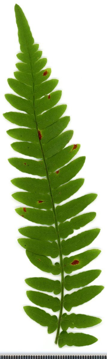 Орляк обыкновенный - фото 9