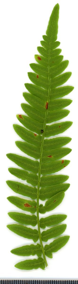 Орляк обыкновенный - фото 10