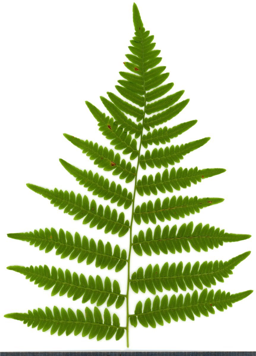 Орляк обыкновенный - фото 4