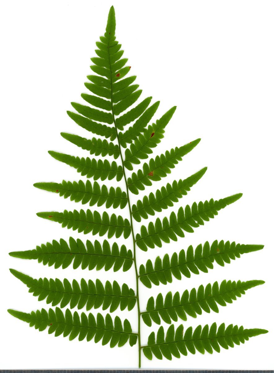 Орляк обыкновенный - фото 3