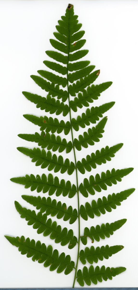 Орляк обыкновенный