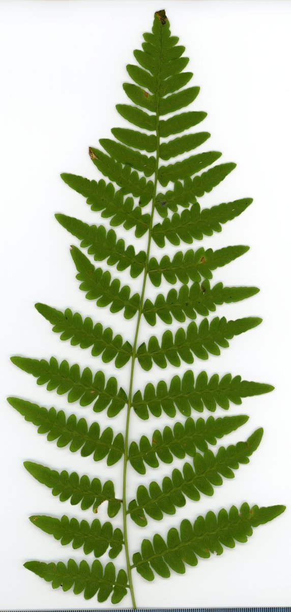 Орляк обыкновенный - фото 2