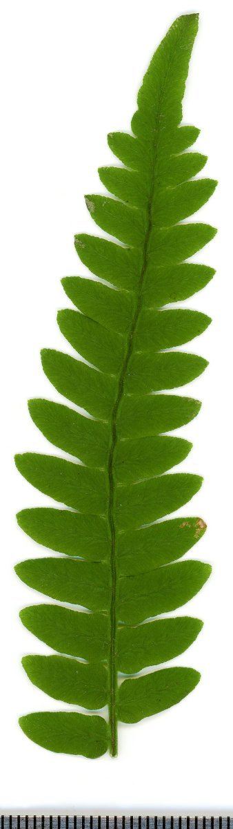 Орляк обыкновенный - фото 7