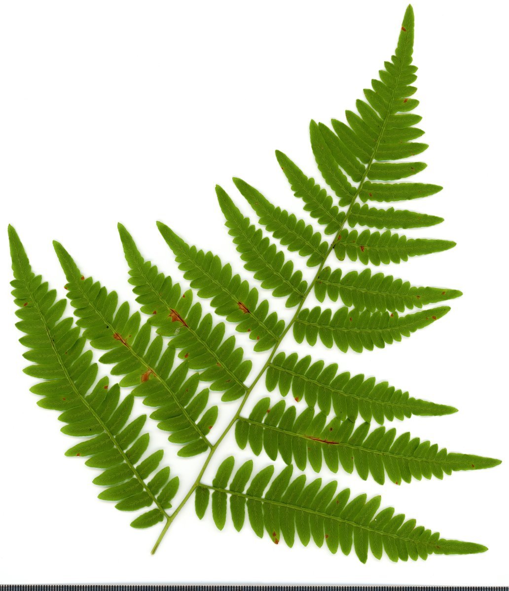 Орляк обыкновенный - фото 6