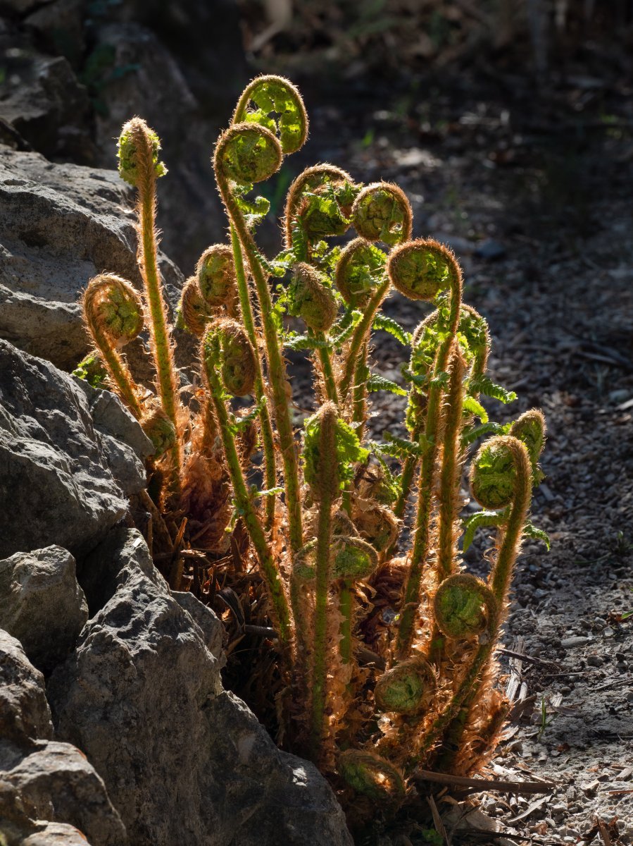 Многорядник щетинковый - фото 2