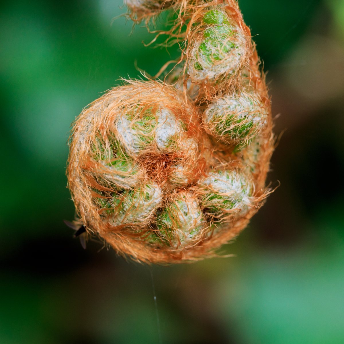 Многорядник щетинковый - фото 10