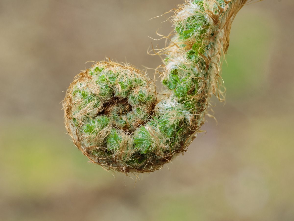 Многорядник щетинковый - фото 5