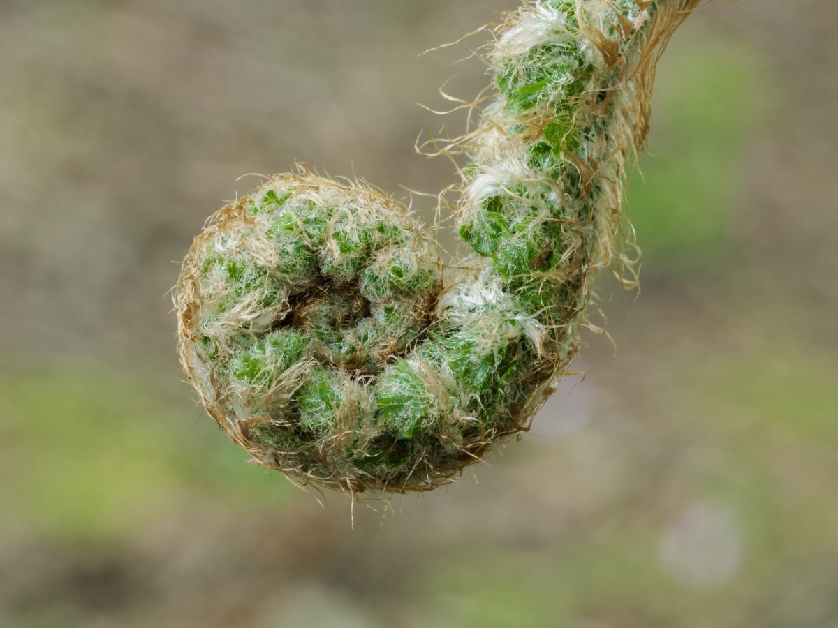 Многорядник щетинковый - фото 6