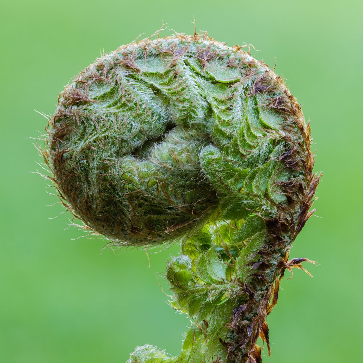 Многорядник щетинковый