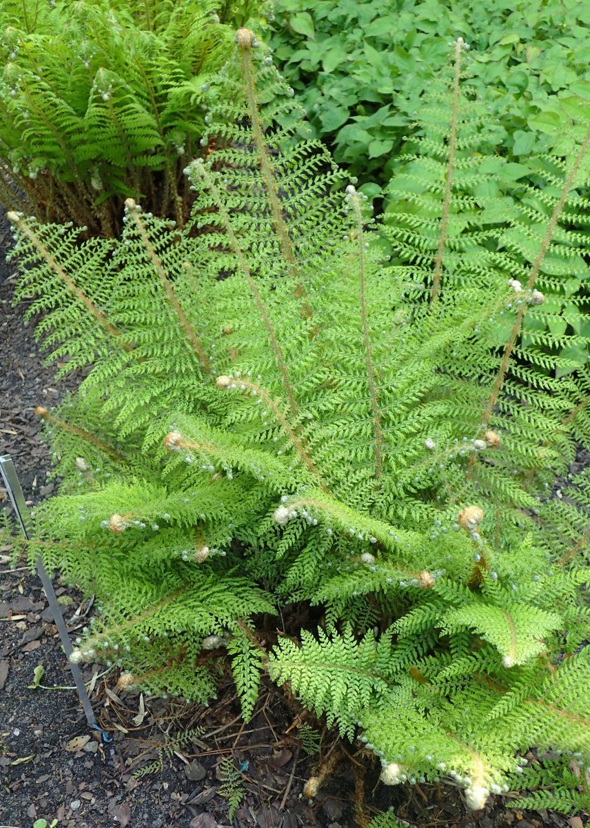 Многорядник щетинковый - фото 8