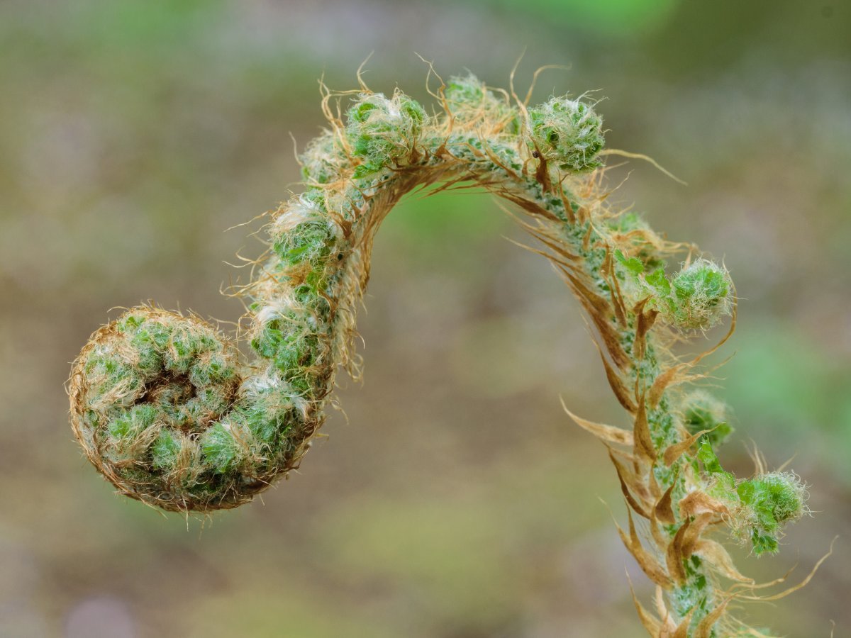 Многорядник щетинковый - фото 7