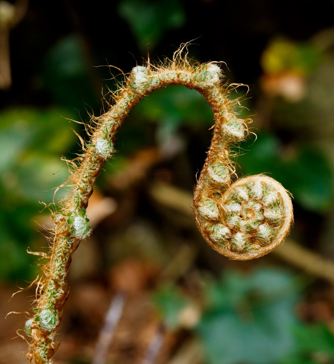 Многорядник щетинковый - фото 9