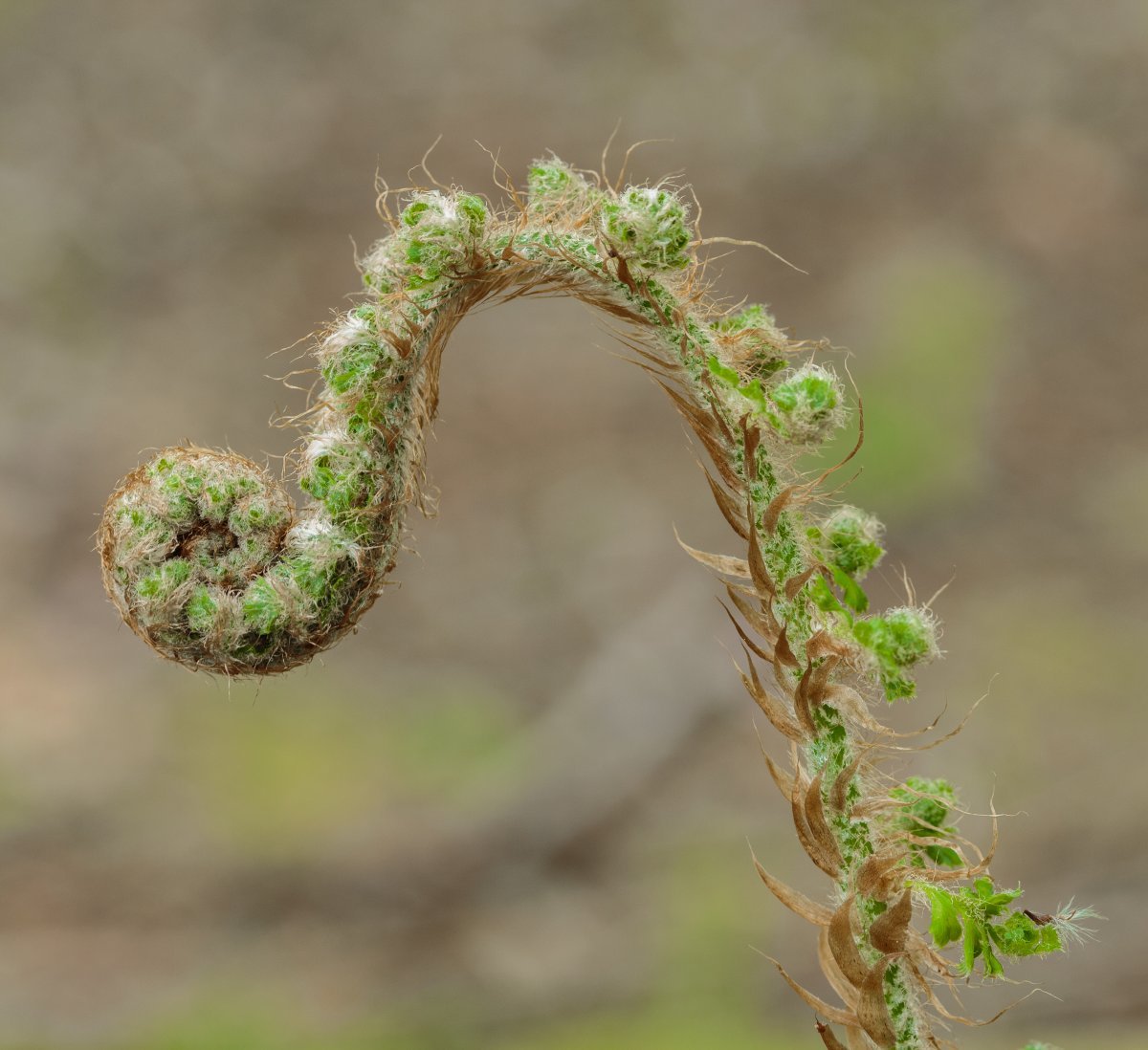 Многорядник щетинковый - фото 3