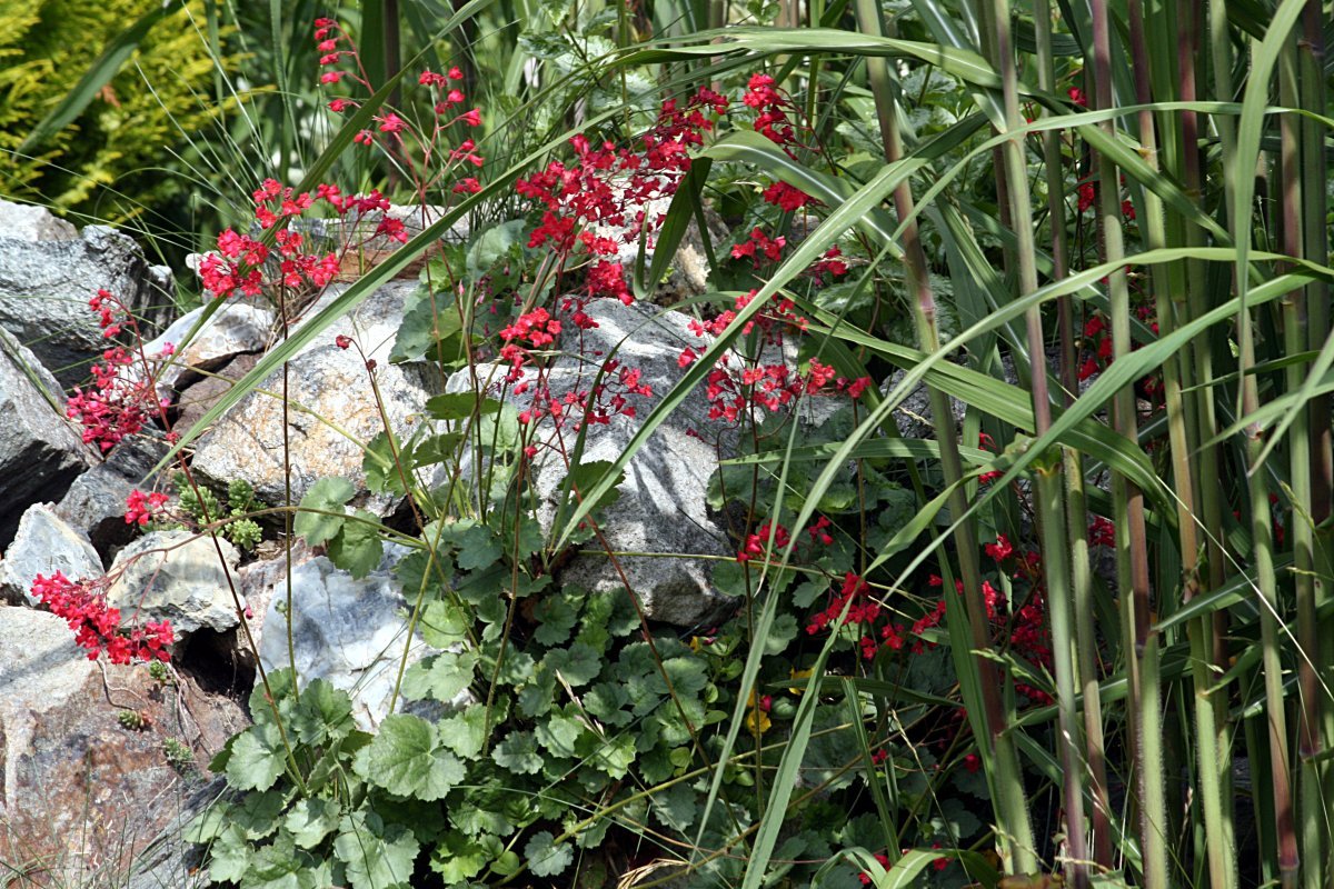 Гейхера кроваво-красная - фото 9