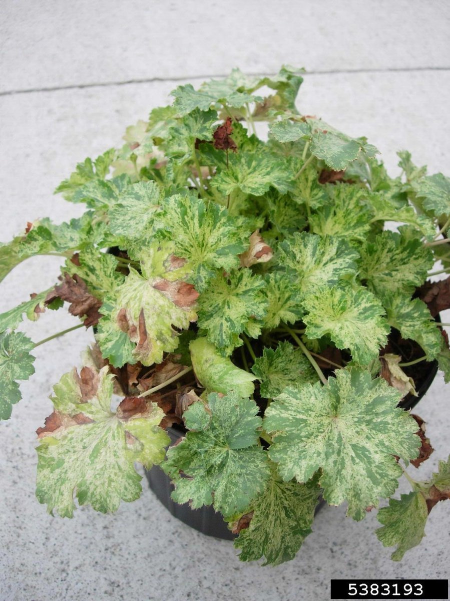 Гейхера кроваво-красная - фото 4