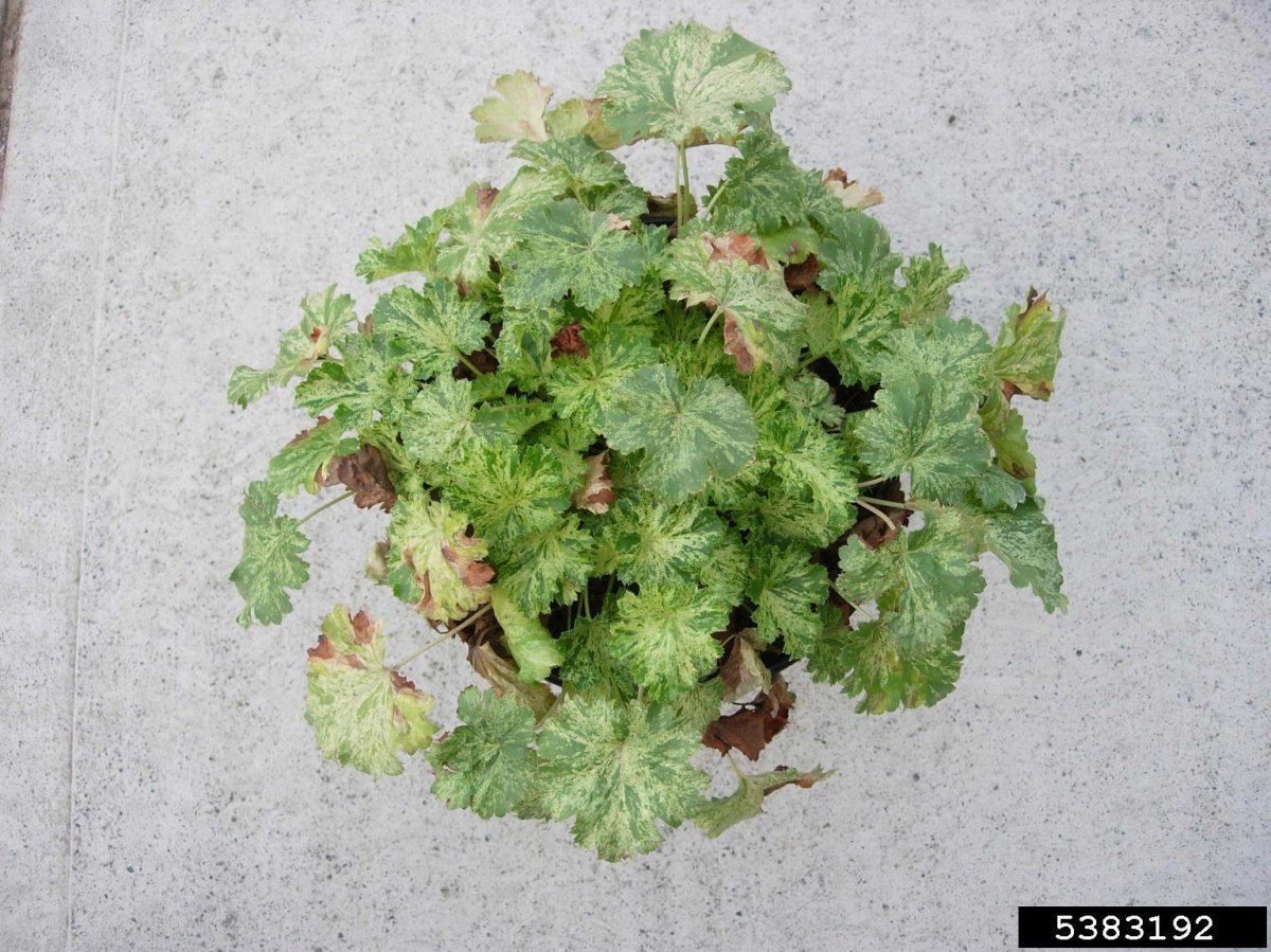 Гейхера кроваво-красная - фото 3