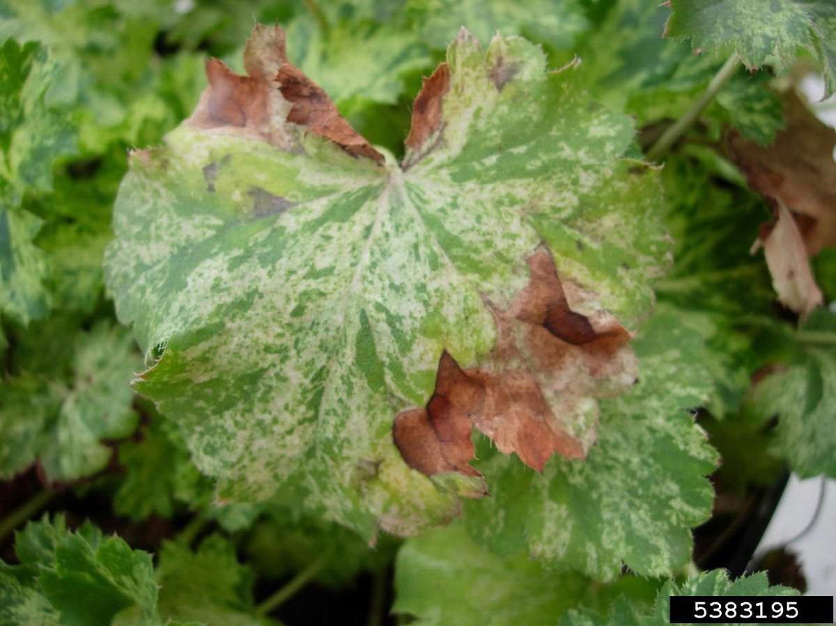 Гейхера кроваво-красная - фото 6