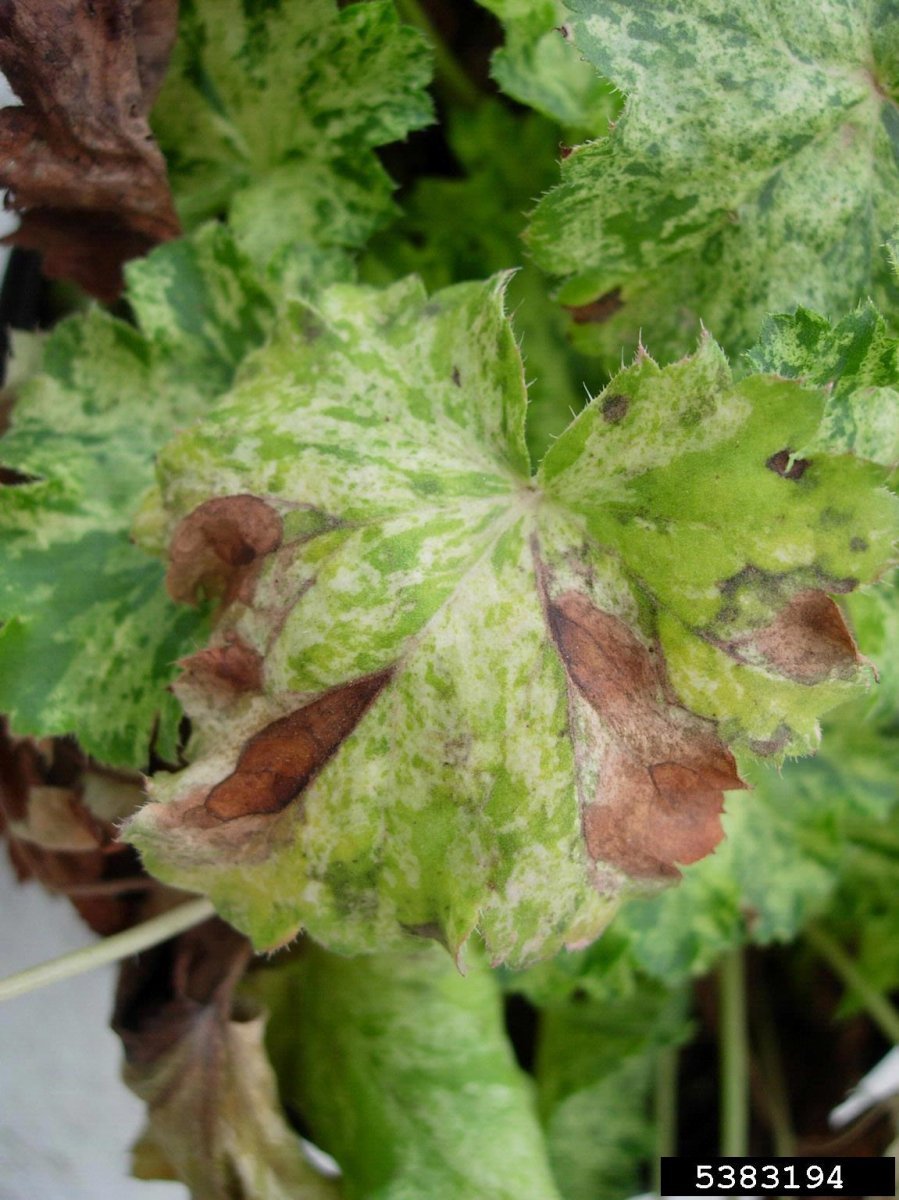 Гейхера кроваво-красная - фото 5