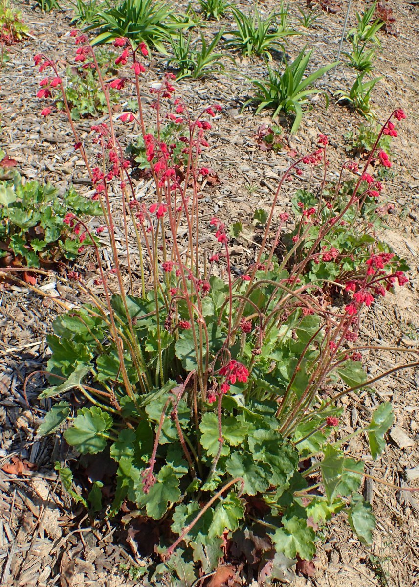 Гейхера кроваво-красная - фото 8