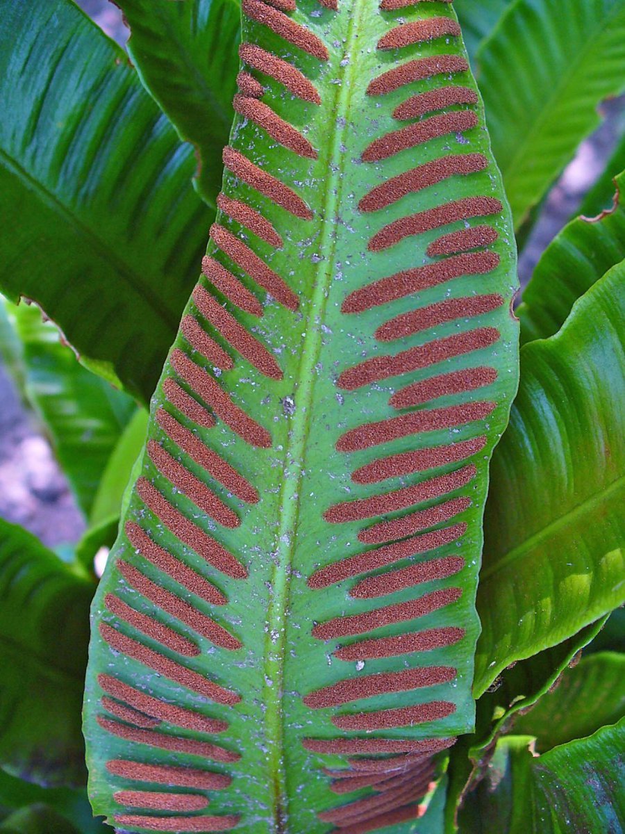 Листовник сколопендровый - фото 2