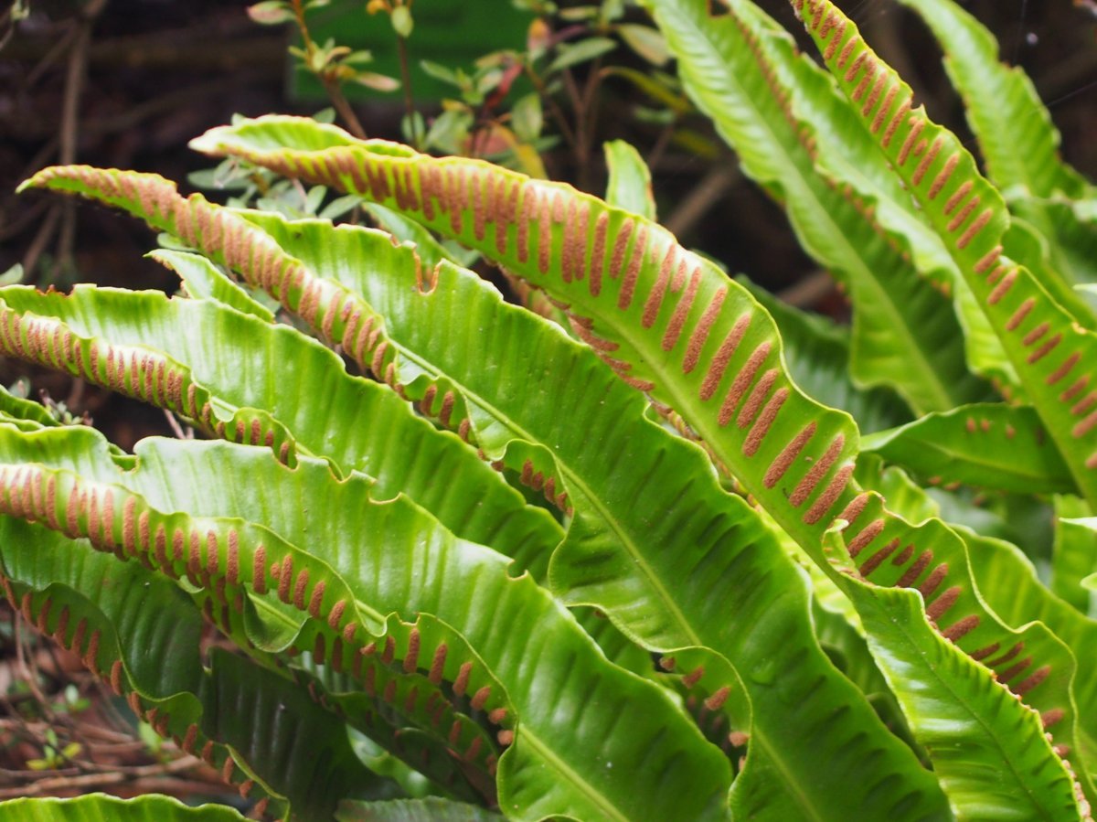 Листовник сколопендровый - фото 3