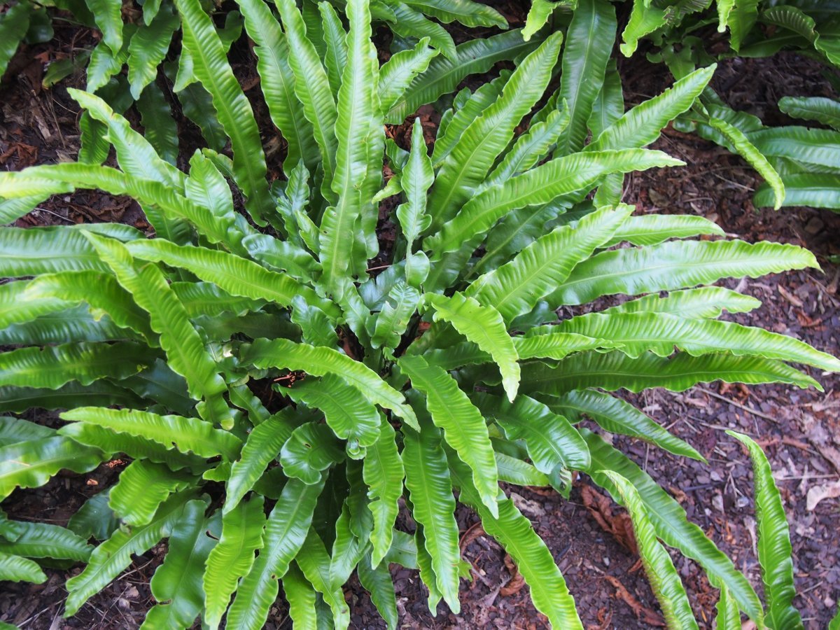 Листовник сколопендровый - фото 8