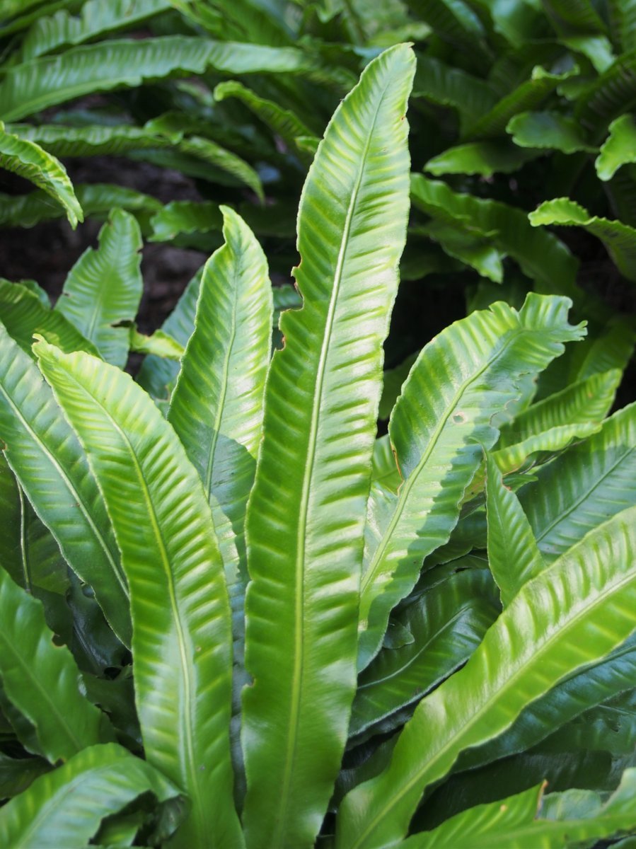 Листовник сколопендровый - фото 10