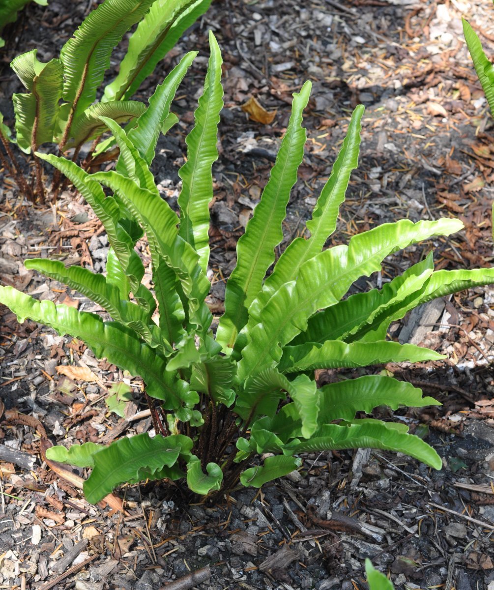 Листовник сколопендровый - фото 6